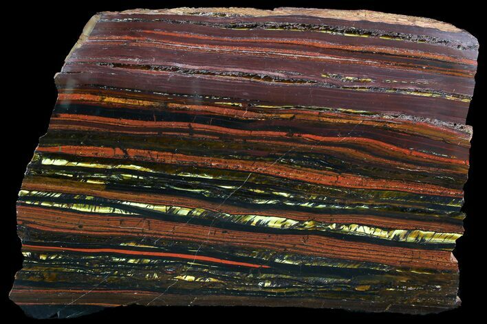 Polished Tiger Iron Stromatolite - ( Billion Years) #92974